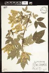 Acer negundo image