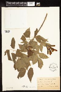 Image Associated With the Occurrence