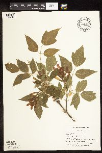 Acer negundo image