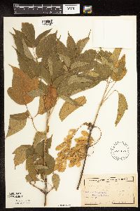 Image Associated With the Occurrence