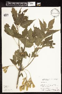 Acer negundo image