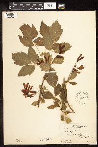 Image Associated With the Occurrence