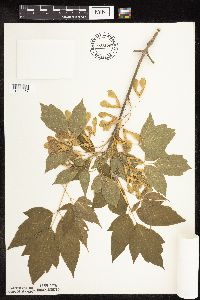Acer negundo image