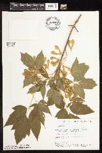 Acer negundo image