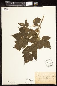 Image Associated With the Occurrence