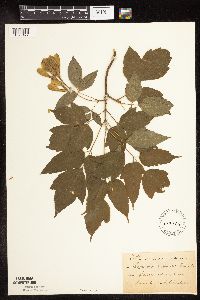 Image Associated With the Occurrence