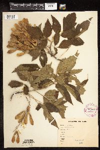 Image Associated With the Occurrence