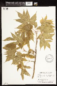 Acer negundo image