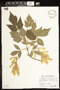 Acer negundo image