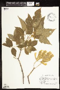 Acer negundo image