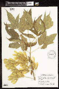 Acer negundo image