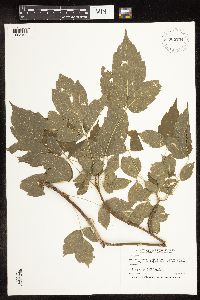 Image Associated With the Occurrence