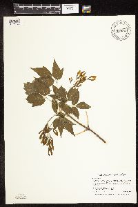Acer negundo image
