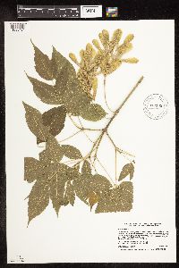 Acer negundo image