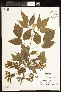 Acer negundo image