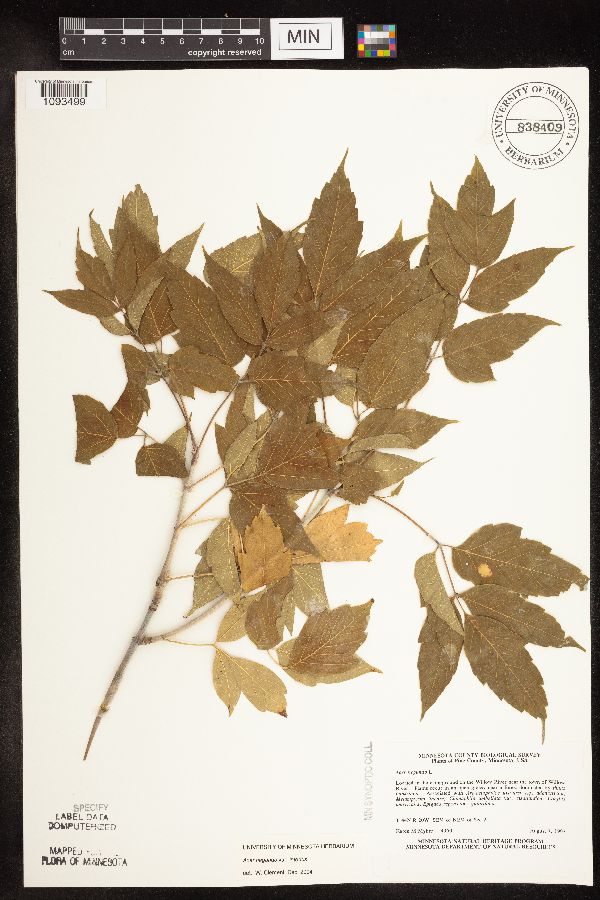 Acer negundo var. interius image