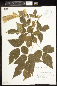 Acer negundo image