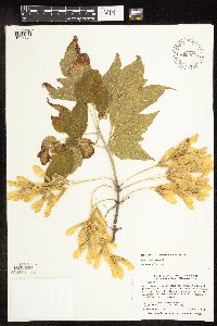 Acer negundo image