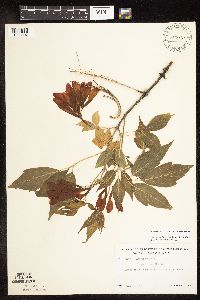 Acer negundo image