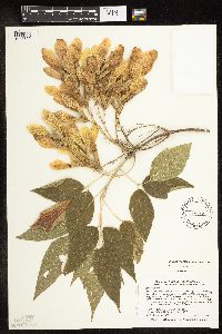 Image Associated With the Occurrence