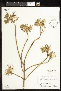 Image Associated With the Occurrence