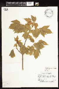 Image Associated With the Occurrence