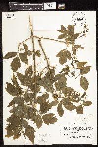 Image Associated With the Occurrence