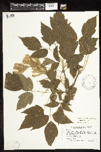 Image Associated With the Occurrence