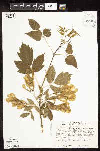 Image Associated With the Occurrence