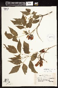 Acer negundo image
