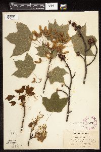 Acer nigrum image