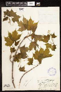 Acer nigrum image