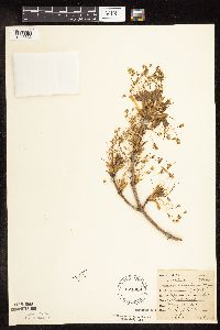 Acer nigrum image
