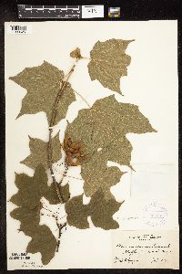 Acer nigrum image