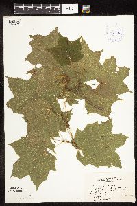 Acer nigrum image