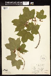 Acer nigrum image