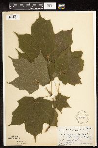 Acer nigrum image