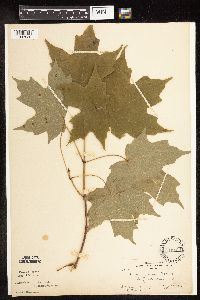 Acer nigrum image