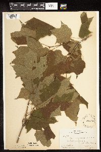 Acer nigrum image