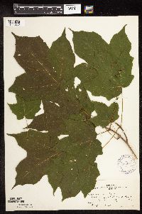 Acer nigrum image