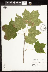Acer nigrum image