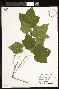 Acer nigrum image