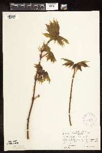 Acer nigrum image