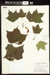 Acer saccharum image