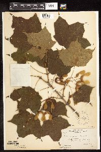 Acer nigrum image