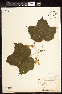 Acer nigrum image