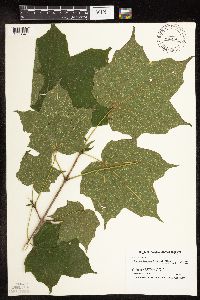 Acer nigrum image