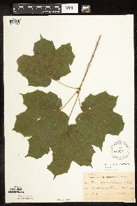 Acer nigrum image