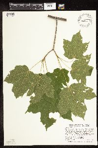 Acer nigrum image