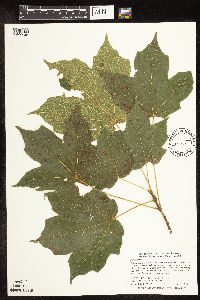 Acer nigrum image